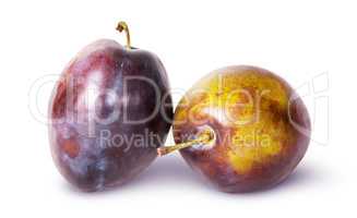 Supine and standing ripe violet plum