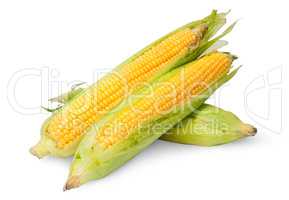 Three corn cob lying cross