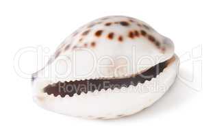 Tiger cowrie shell