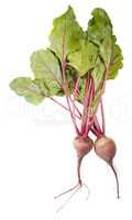 Two Beet Roots