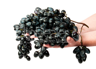 Two hands holding a bunch of dark grapes