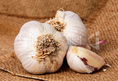 Two heads of garlic and garlic clove on sackcloth