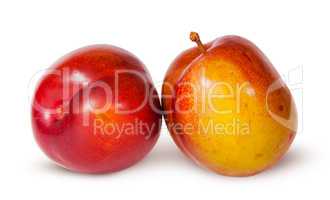 Two yellow and red plum near