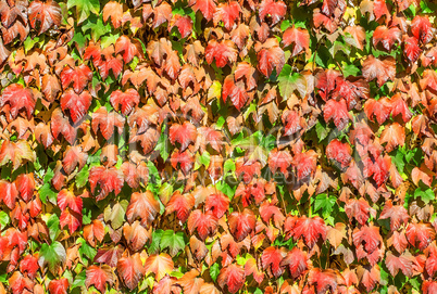 Wall of autumn leaves of wild grapes