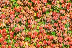 Wall of autumn leaves of wild grapes