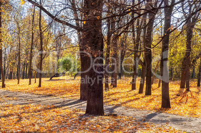 Walkway among colorful autumn leaves in the park