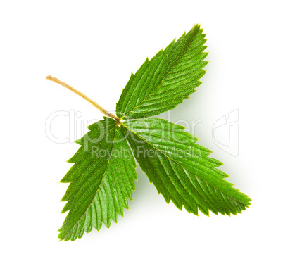 Wild strawberry leaf rotated