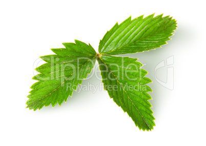 Wild strawberry leaf top view