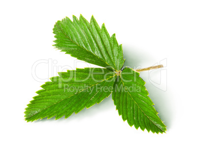 Wild strawberry leaf