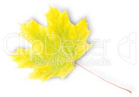 Yellow And Green Autumn Maple Leaf