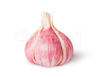 Young fresh whole head of garlic