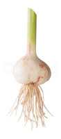 Young Garlic With Long Stalk