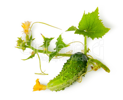 Young green cucumber with leaves