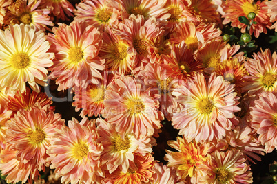 Gerbera flowers blossom