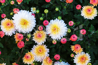 Colorful chrysanthemum flowers