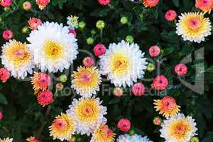 Colorful chrysanthemum flowers