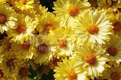 Beautiful yellow flowers