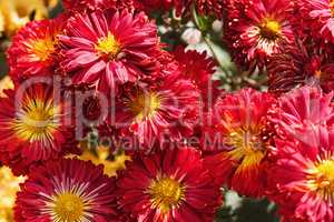 Red chrysanthemum flowers