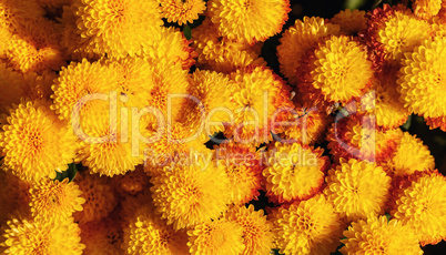 Background of yellow flowers
