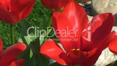 Rote Tulpen schaukeln im Wind (Großaufnahme)