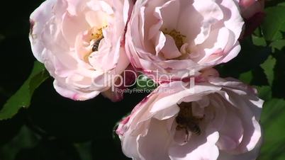 Bienen krabbeln in den rosa Rosenblüten