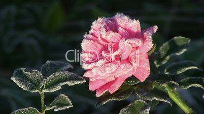 Rosa Rose mit Reif geschmückt
