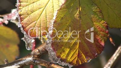 Herbstblätter und Eis