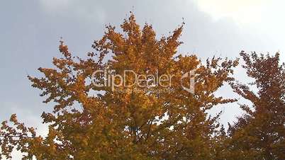 Herbstfarben in der Baumkrone