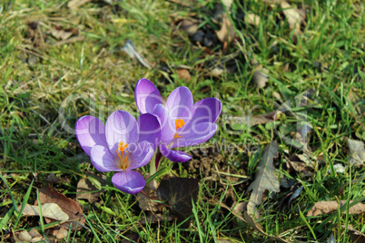 Frühling