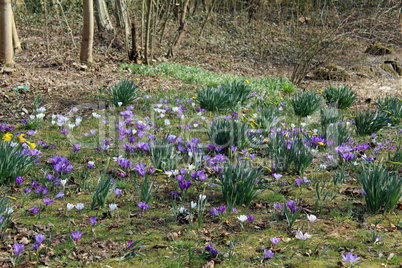 Frühling