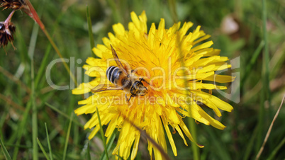 Frühling