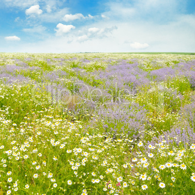 Field with daisies and blue sky, focus on foreground