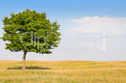 deciduous tree in the meadow and blue sky