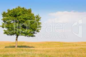 deciduous tree in the meadow and blue sky