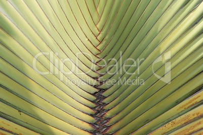 Baum der Reisenden, Ravenala madagascariensis