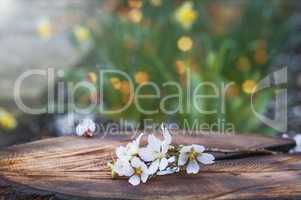 branch of blooming almonds lies on a tree stump