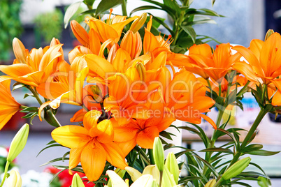 Orange lily flowers