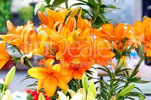 Orange lily flowers