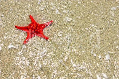 Red starfish