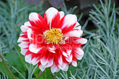 Flower of dahlia