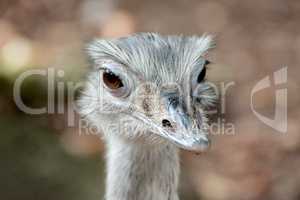 Close up of a greater rhea