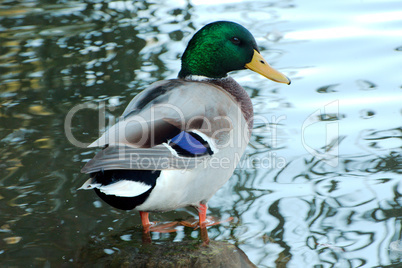 Duck at edge of water