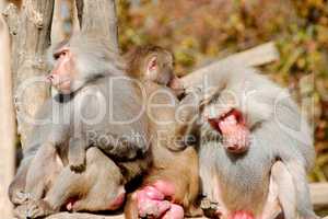 Three Hamadryas Baboons