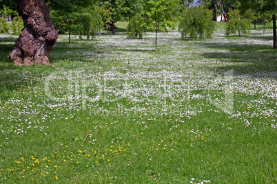 Meadow with white flowers