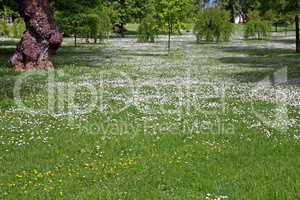 Meadow with white flowers