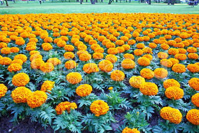 Orange marigold