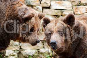 Two brown bears