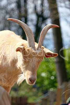 Portrait of a goat