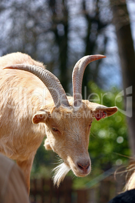 Portrait of a goat