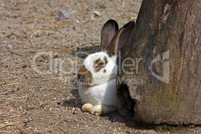 A little rabbit